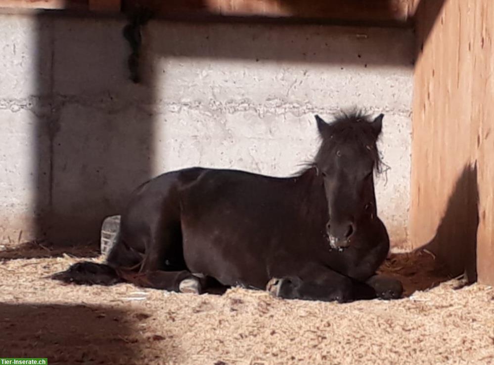 Bild 2: Verschmuste Pony Stute sucht ponygerechtes Zuhause