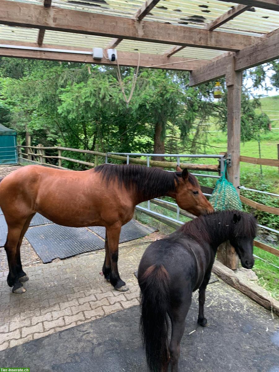 Bild 3: Verschmuste Pony Stute sucht ponygerechtes Zuhause