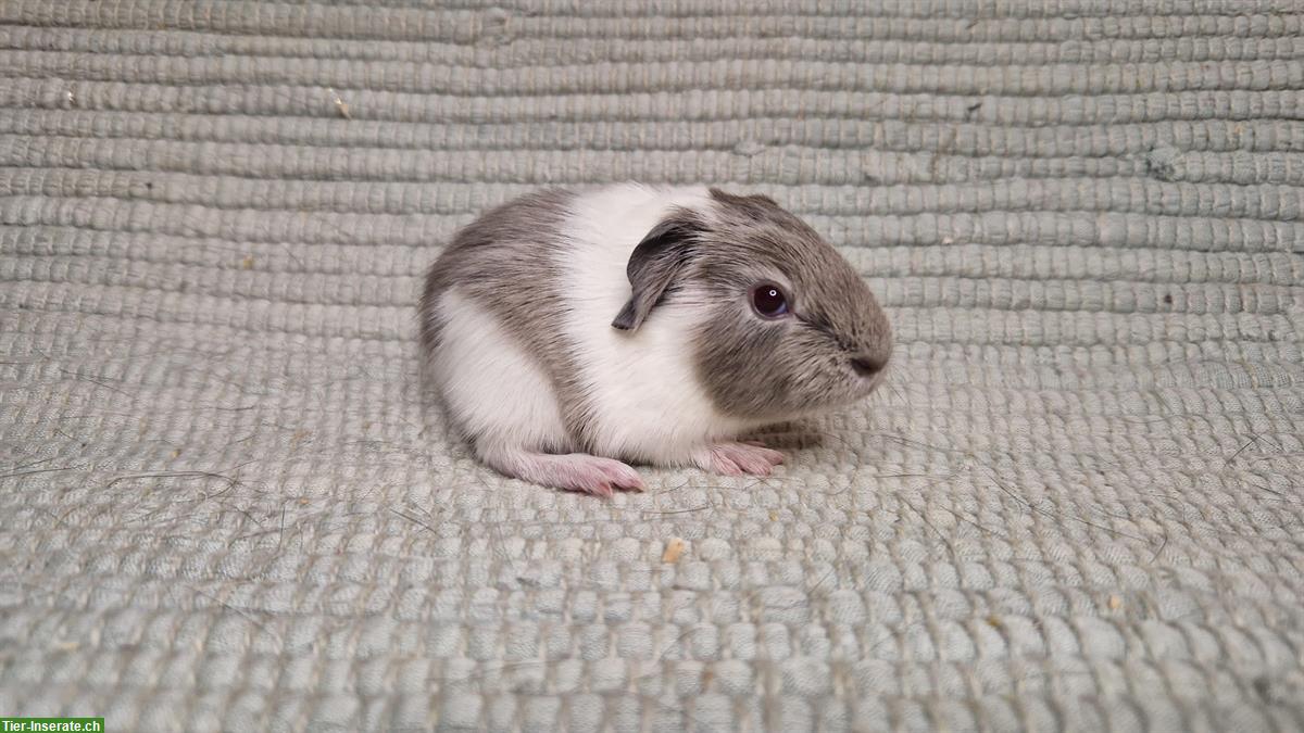 Verschiedene hübsche Meerschweinchen Kastraten