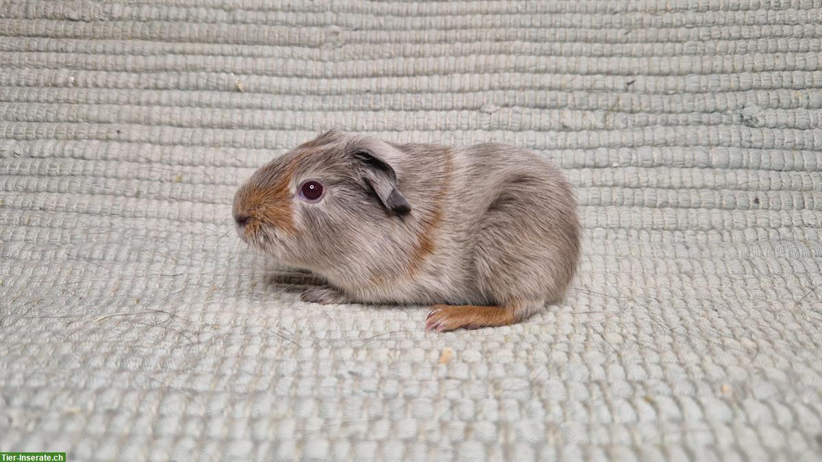 Bild 2: Verschiedene hübsche Meerschweinchen Kastraten