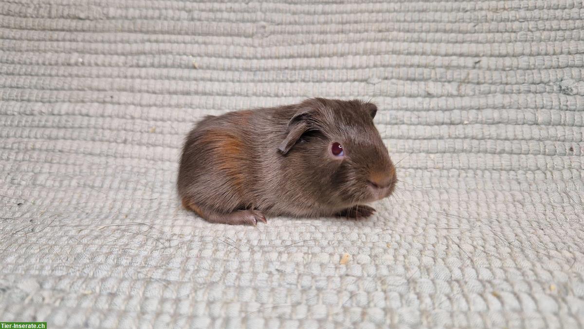 Bild 3: Verschiedene hübsche Meerschweinchen Kastraten