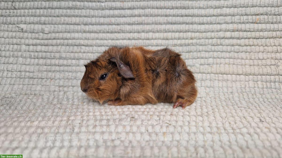 Bild 4: Verschiedene hübsche Meerschweinchen Kastraten