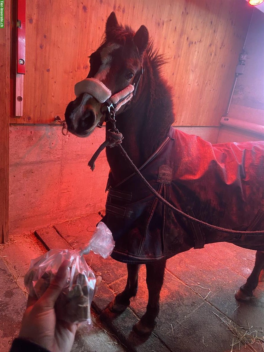 Bild 3: Reitbeteiligung wie eigenes Pony im Thurgau