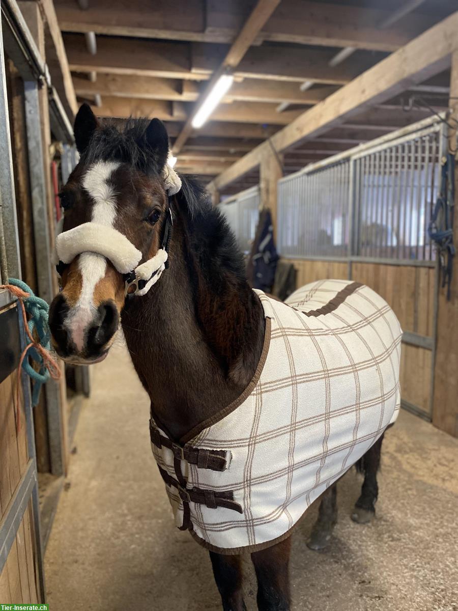 Bild 6: Reitbeteiligung wie eigenes Pony im Thurgau