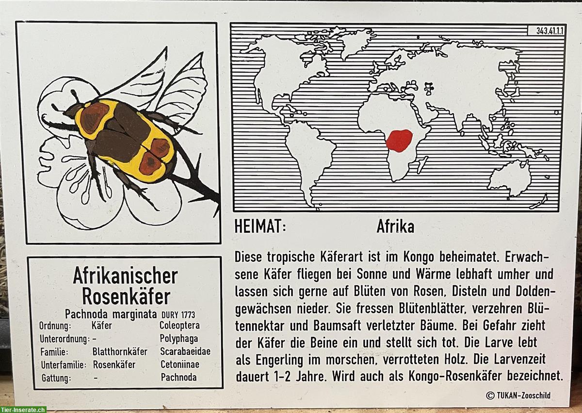 Bild 8: Afrikanischer Rosenkäfer zu verkaufen