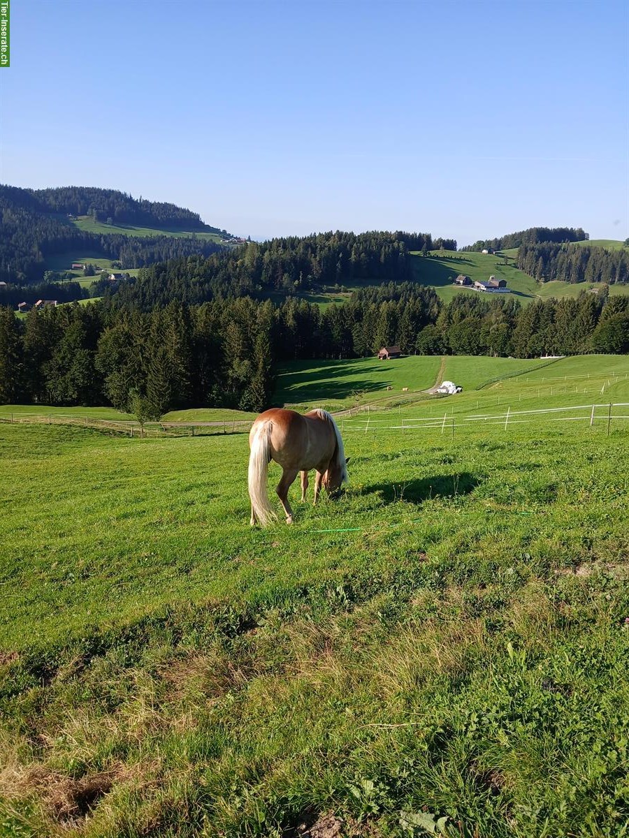 Bieten Ferienplatz für Pferde oder Ponys oder Esel