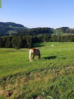 Bieten Ferienplatz für Pferde oder Ponys oder Esel