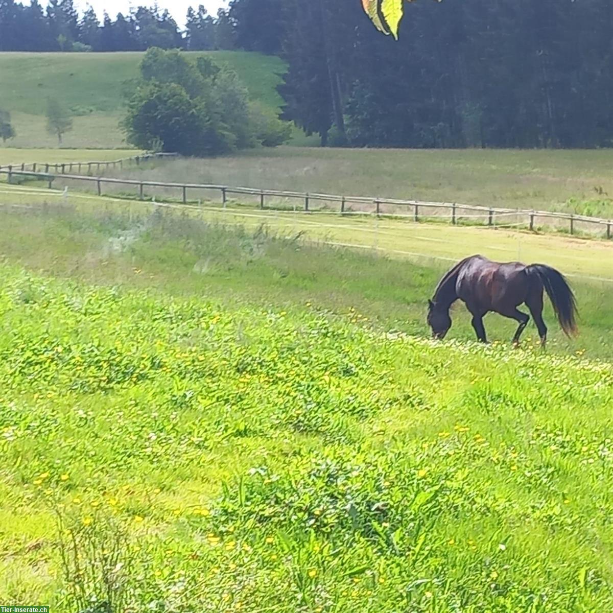 Bild 2: Bieten Ferienplatz für Pferde oder Ponys oder Esel