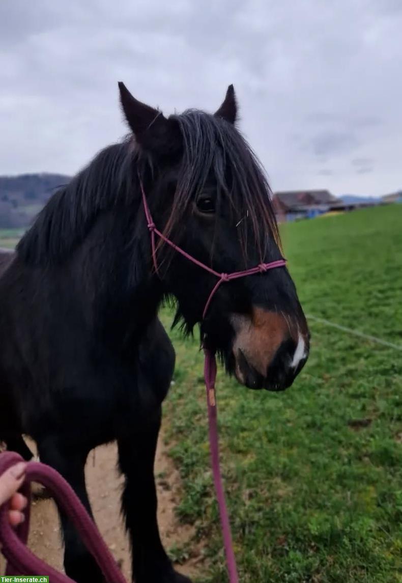 Bild 2: Wunderschöne junge Stute sucht ein Fürimmer Zuhause ❤️