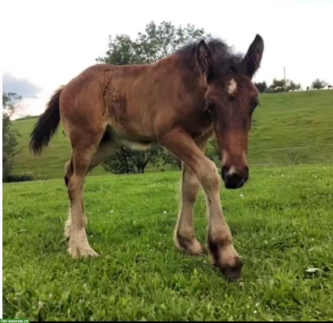 Bild 4: Wunderschöne junge Stute sucht ein Fürimmer Zuhause ❤️