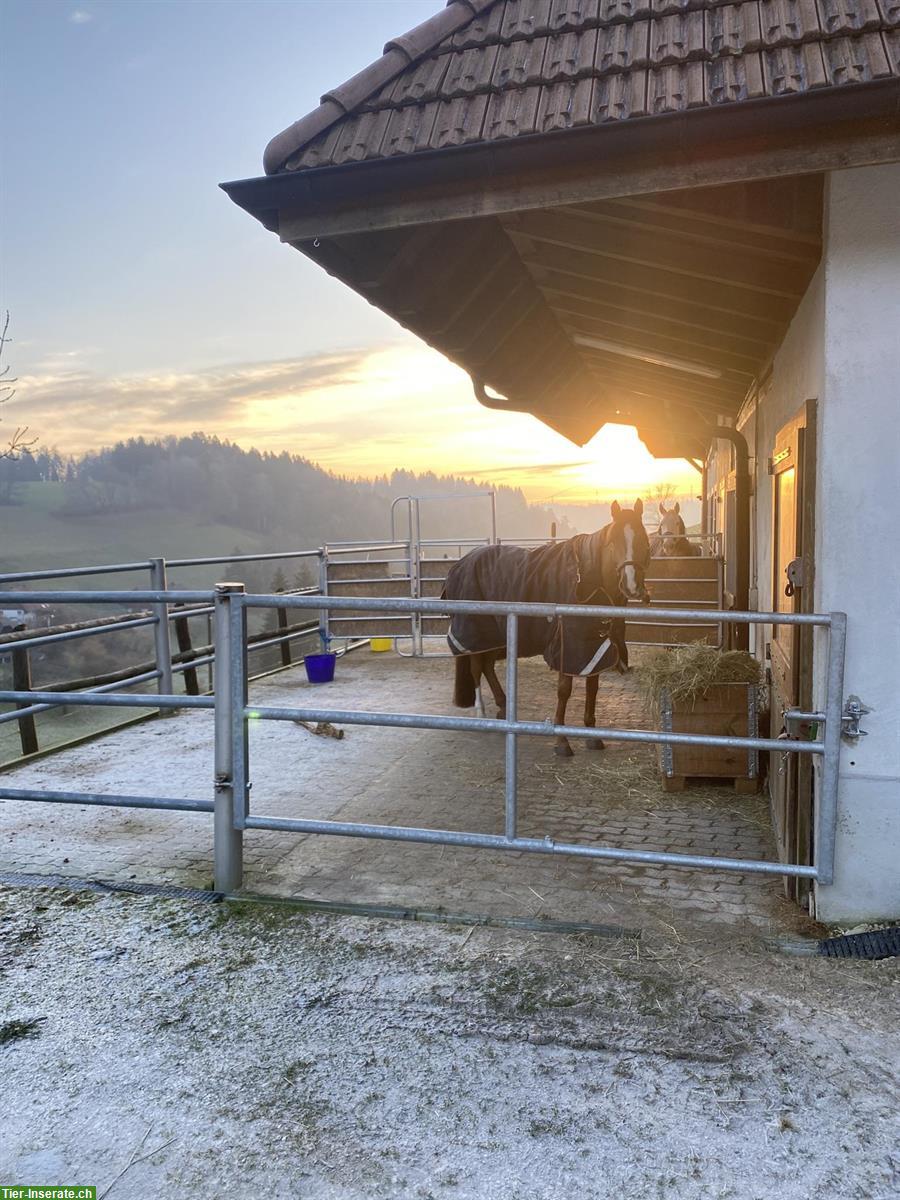 Pferdeboxe mit täglich Paddock & Winterweide, Bottenwil AG