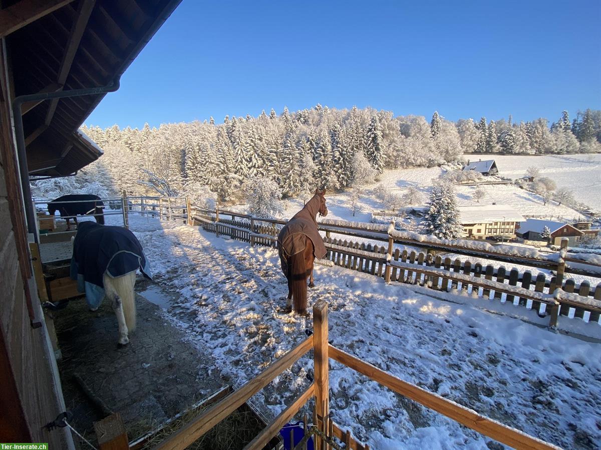 Bild 2: Pferdeboxe mit täglich Paddock & Winterweide, Bottenwil AG