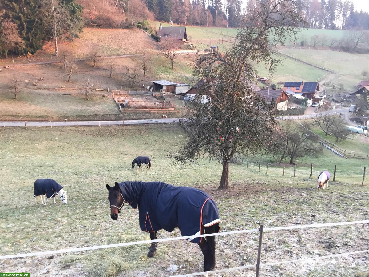 Bild 5: Pferdeboxe mit täglich Paddock & Winterweide, Bottenwil AG