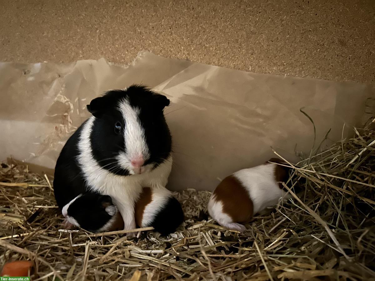 Bild 3: Junge Glatthaar Meerschweinchen, weiblich