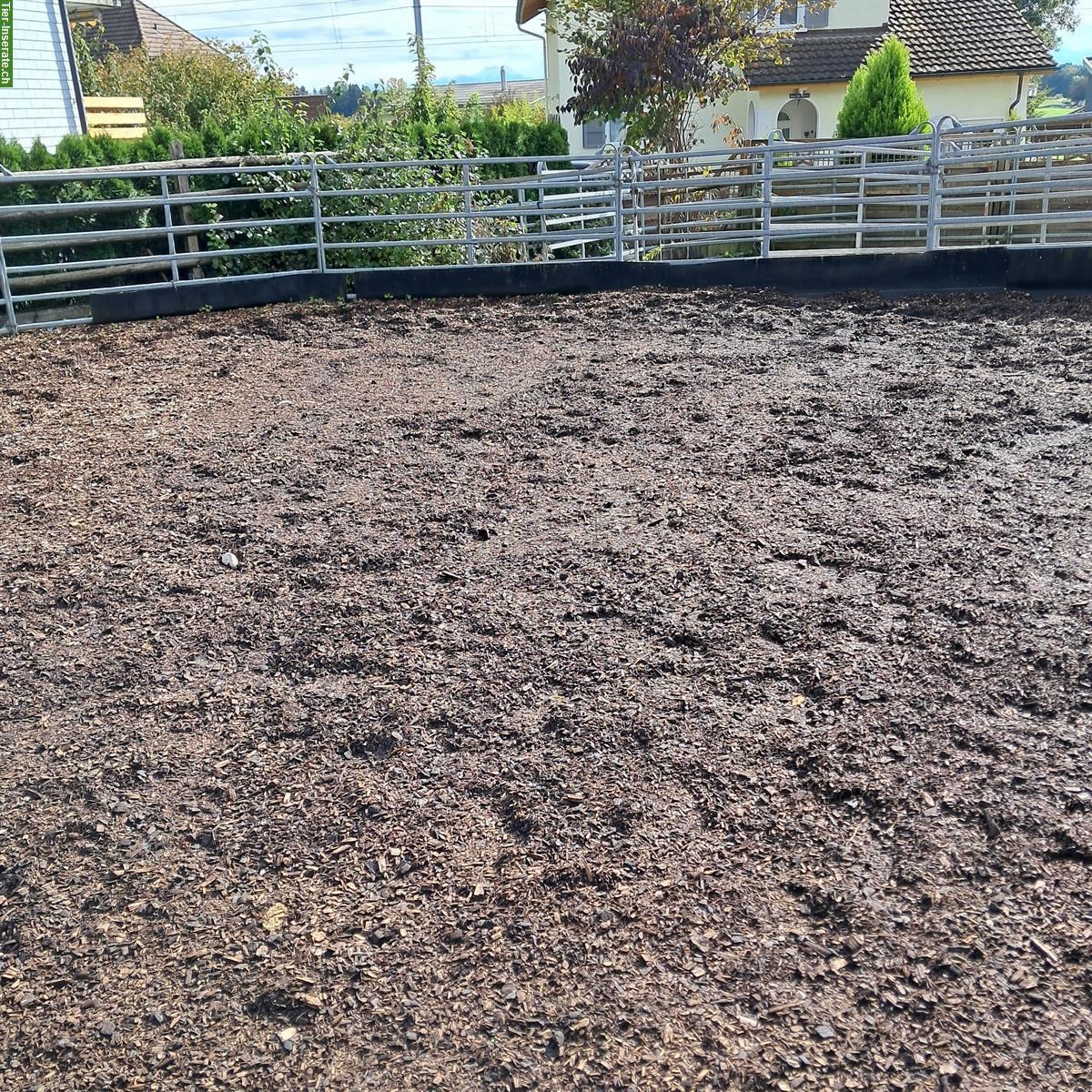 Bild 3: Schöne Auslaufboxen / Offenstall in Attisholz SO