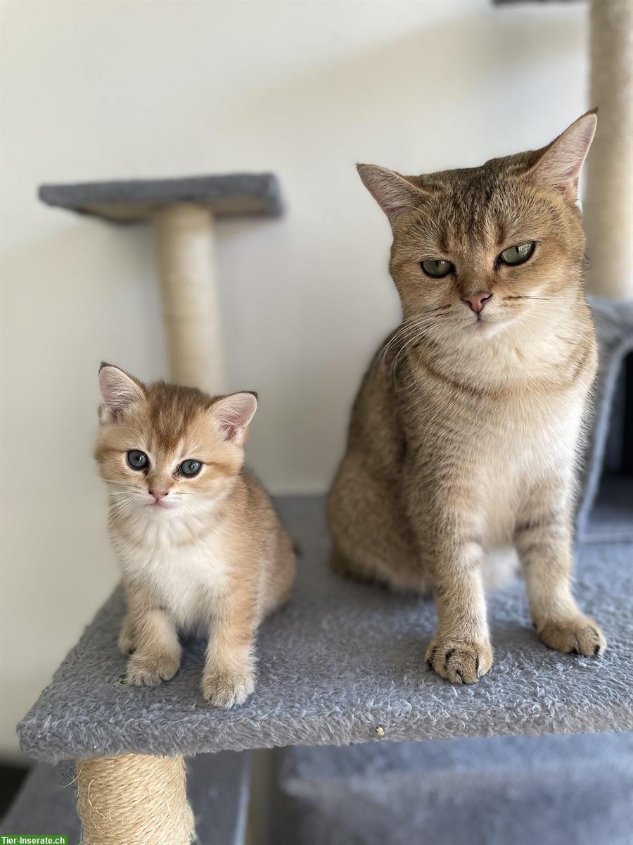 BKH Kitten in gold chinchilla