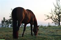 Western Training für dein Pferd