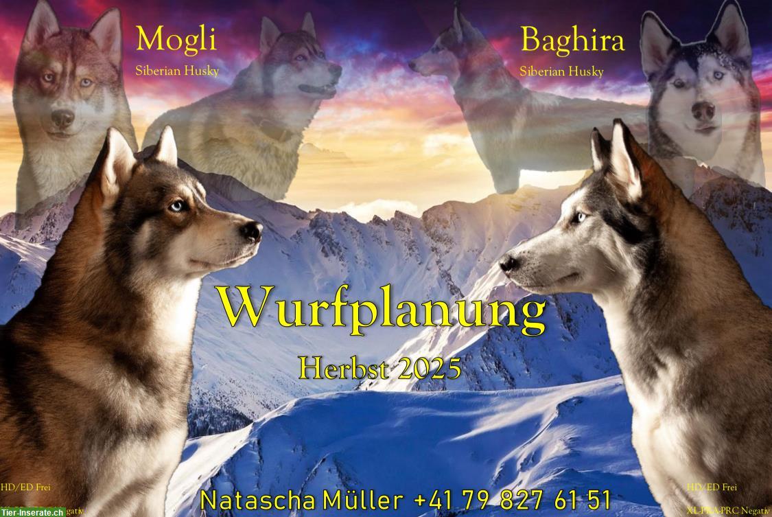 Siberian Husky Welpen | Wurfplanung Herbst 2025