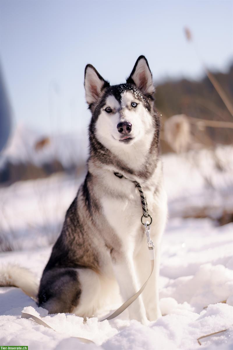 Bild 2: Siberian Husky Welpen | Wurfplanung Herbst 2025