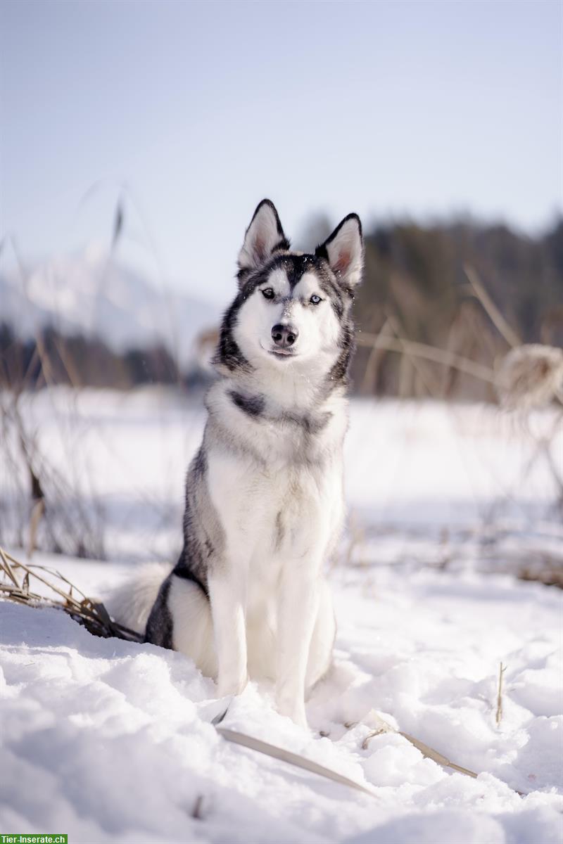 Bild 3: Siberian Husky Welpen | Wurfplanung Herbst 2025