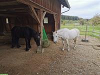 Reitbeteiligung für 2 Pferde in Neukirch an der Thur