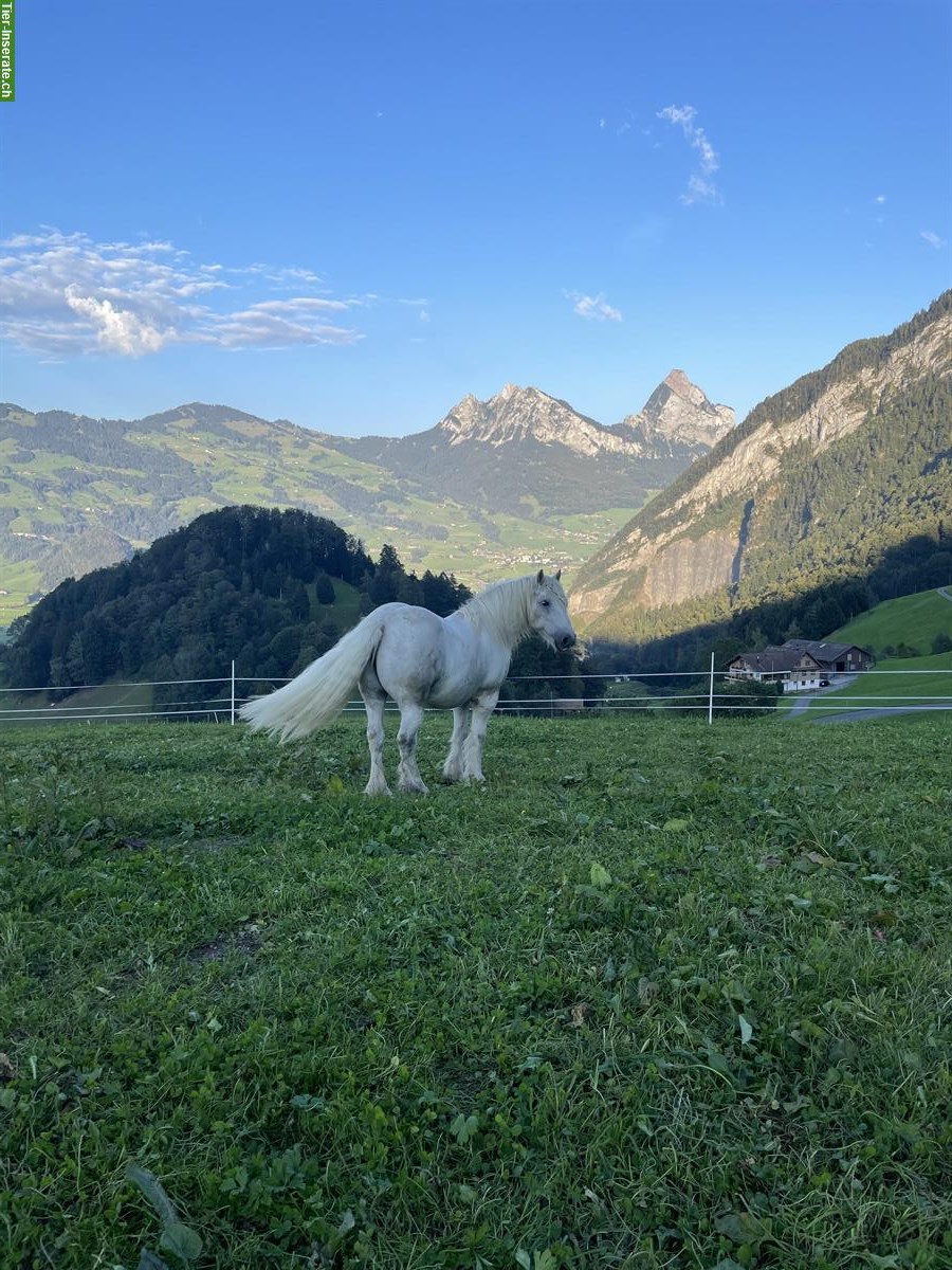 Offenstallplatz in Lauerz Schwyz ab Anfang Februar