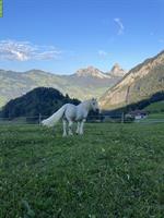 Offenstallplatz in Lauerz Schwyz ab Anfang Februar