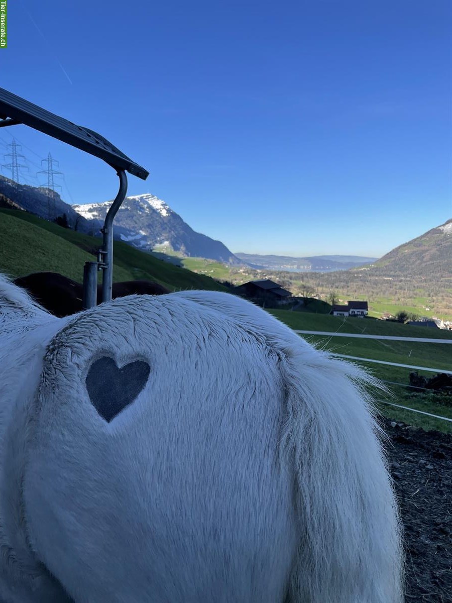 Bild 2: Offenstallplatz in Lauerz Schwyz ab Anfang Februar