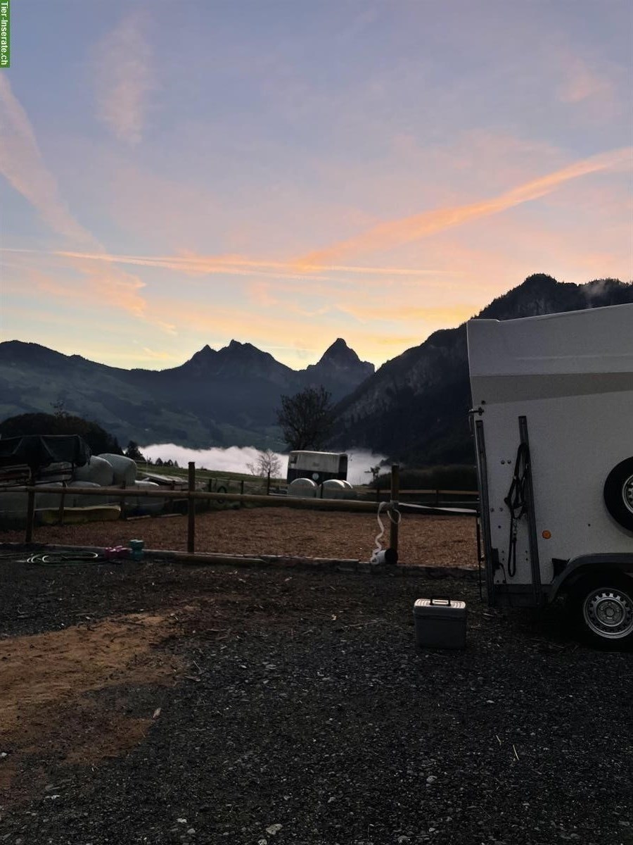 Bild 5: Offenstallplatz in Lauerz Schwyz ab Anfang Februar