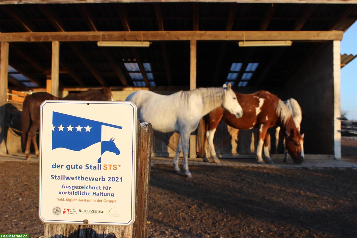 Bild 2: Offenstallplatz frei für Pony oder Kleinpferd