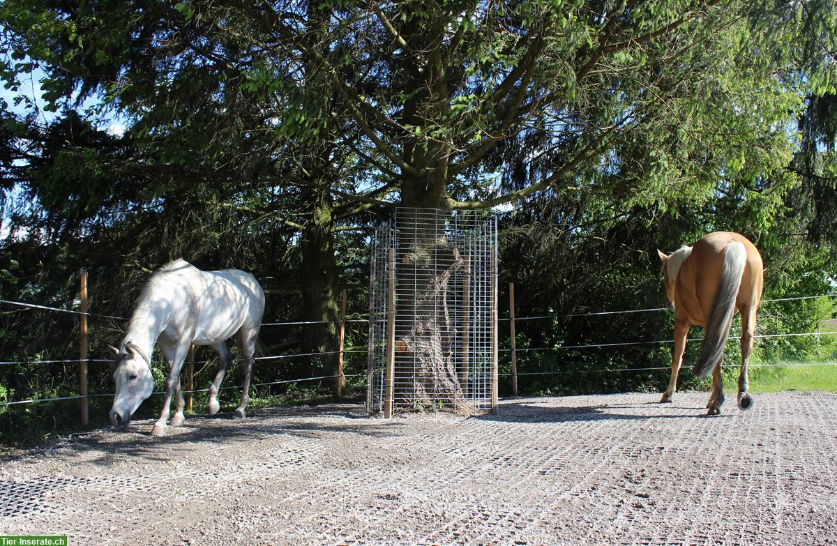 Bild 3: Offenstallplatz frei für Pony oder Kleinpferd