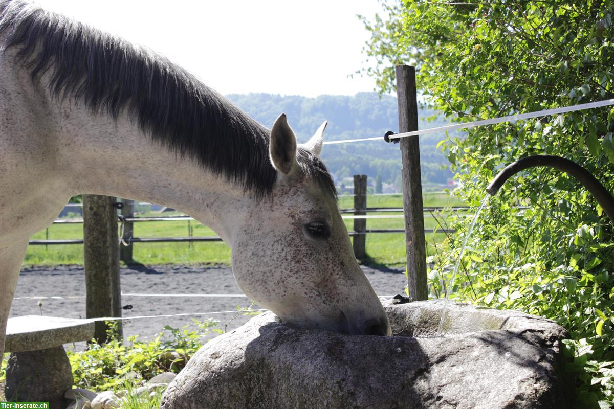 Bild 5: Offenstallplatz frei für Pony oder Kleinpferd