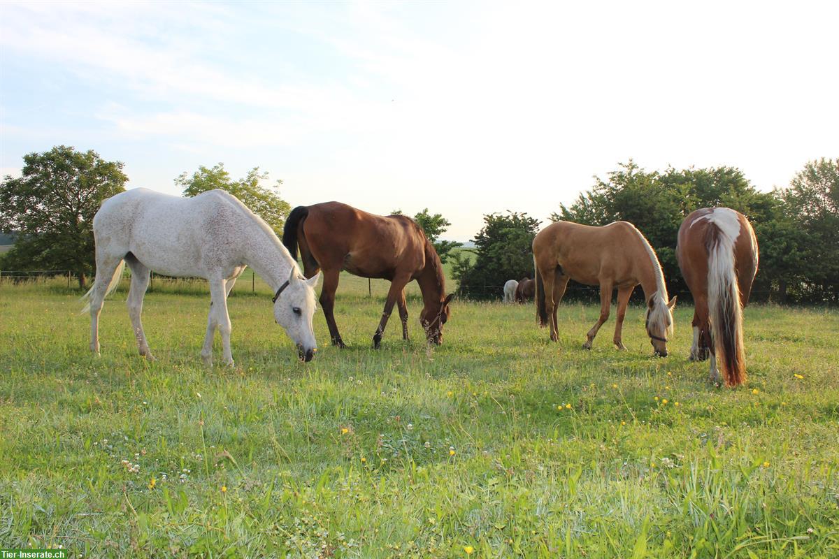 Bild 7: Offenstallplatz frei für Pony oder Kleinpferd