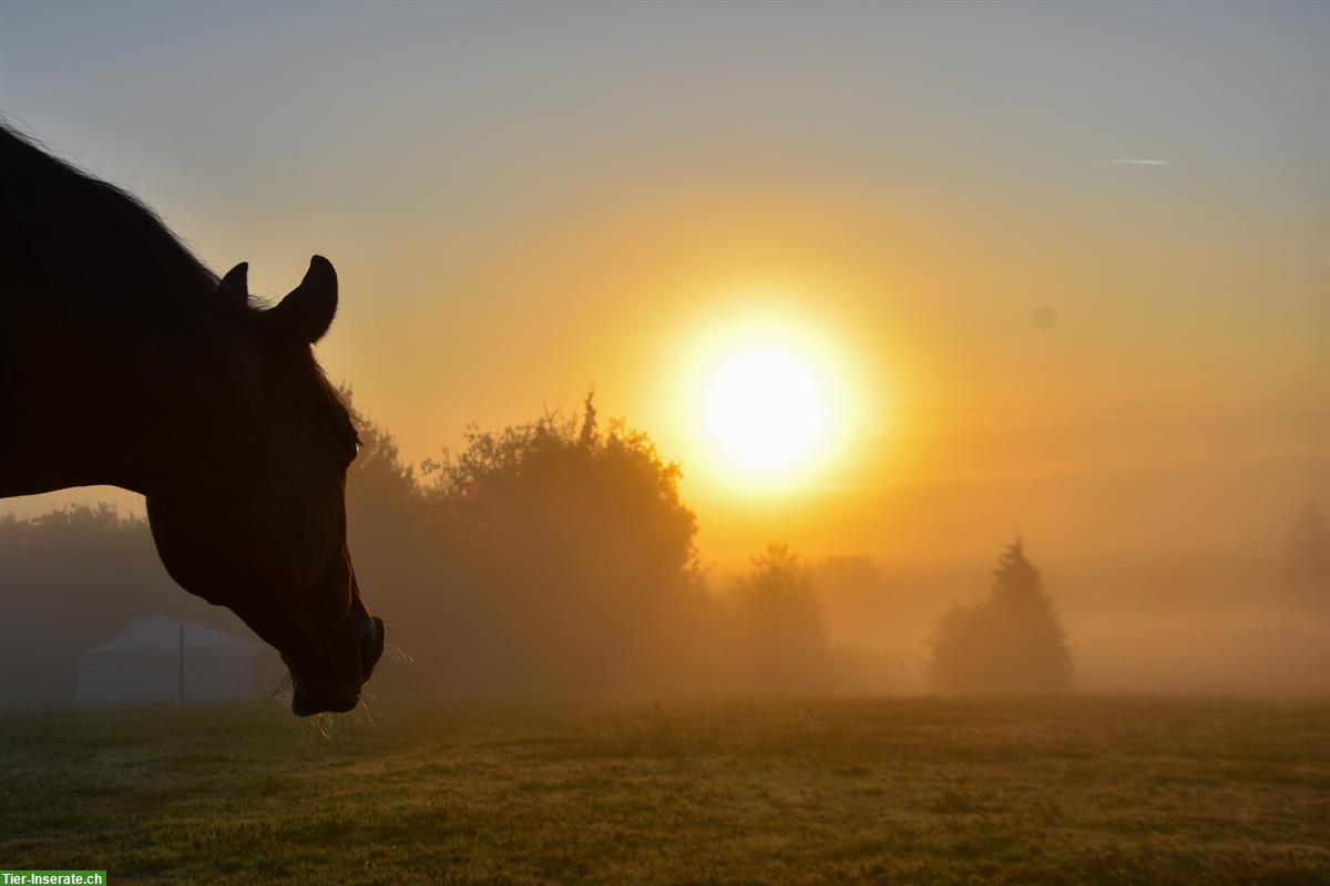 Bild 8: Offenstallplatz frei für Pony oder Kleinpferd