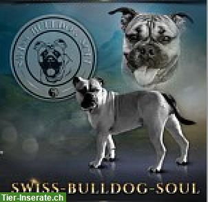 Bild 2: Continental Bulldog Wurfplanung