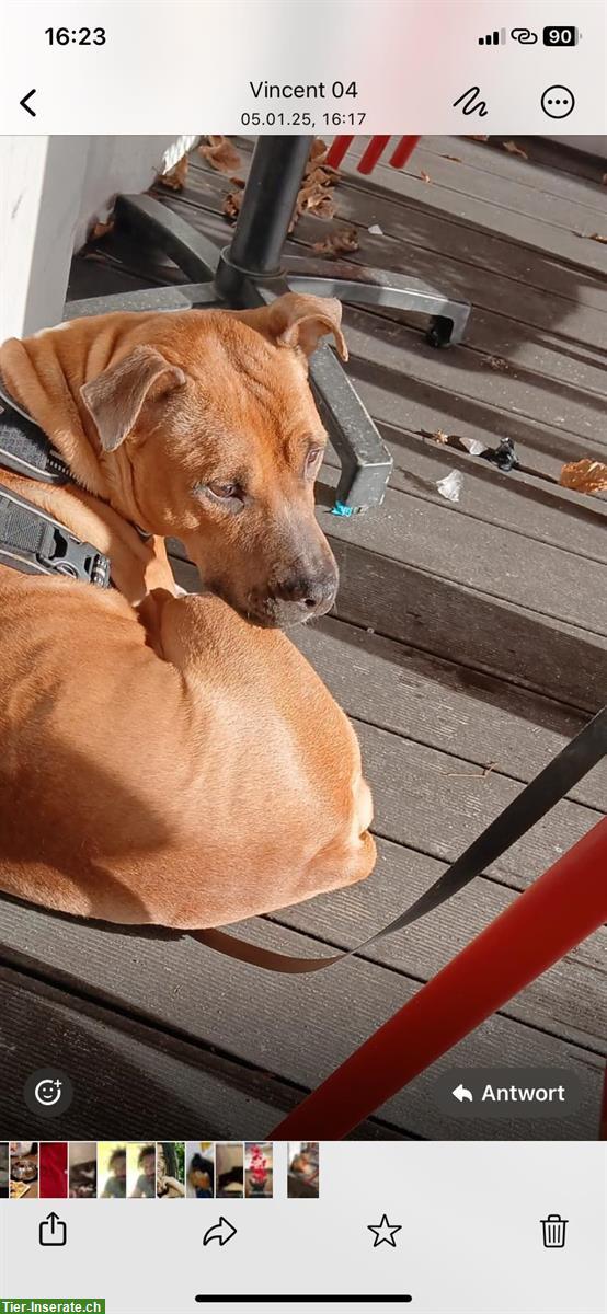 Bild 2: AmStaff Hündin Benita sucht ein Zuhause