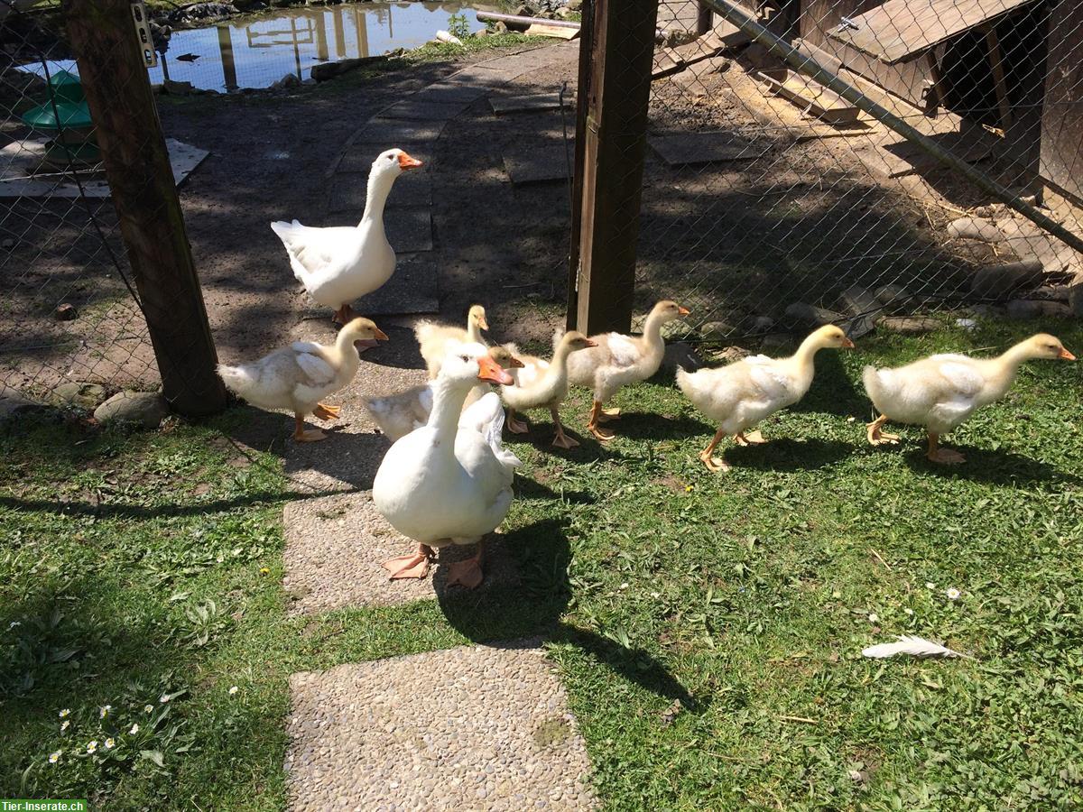 Bild 3: Diepholzer oder Emdener Gänse Pärchen