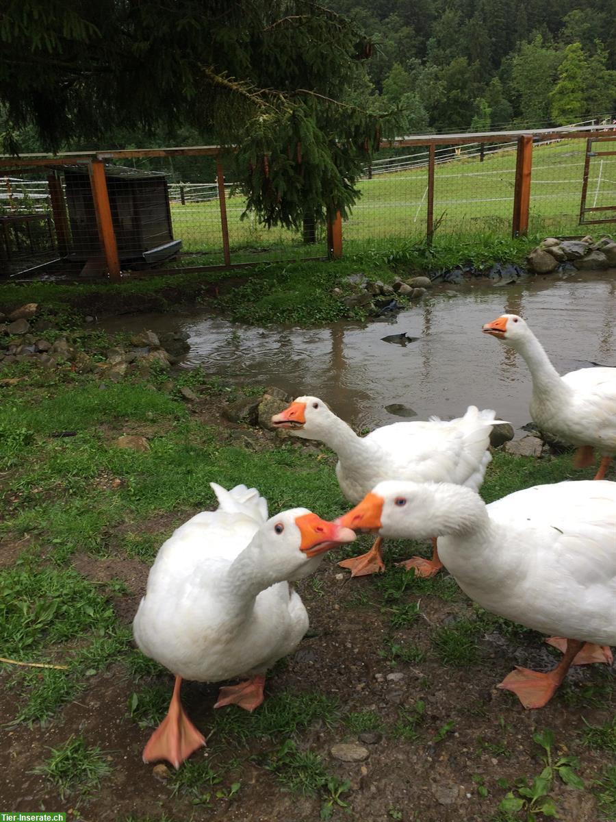 Bild 4: Diepholzer oder Emdener Gänse Pärchen