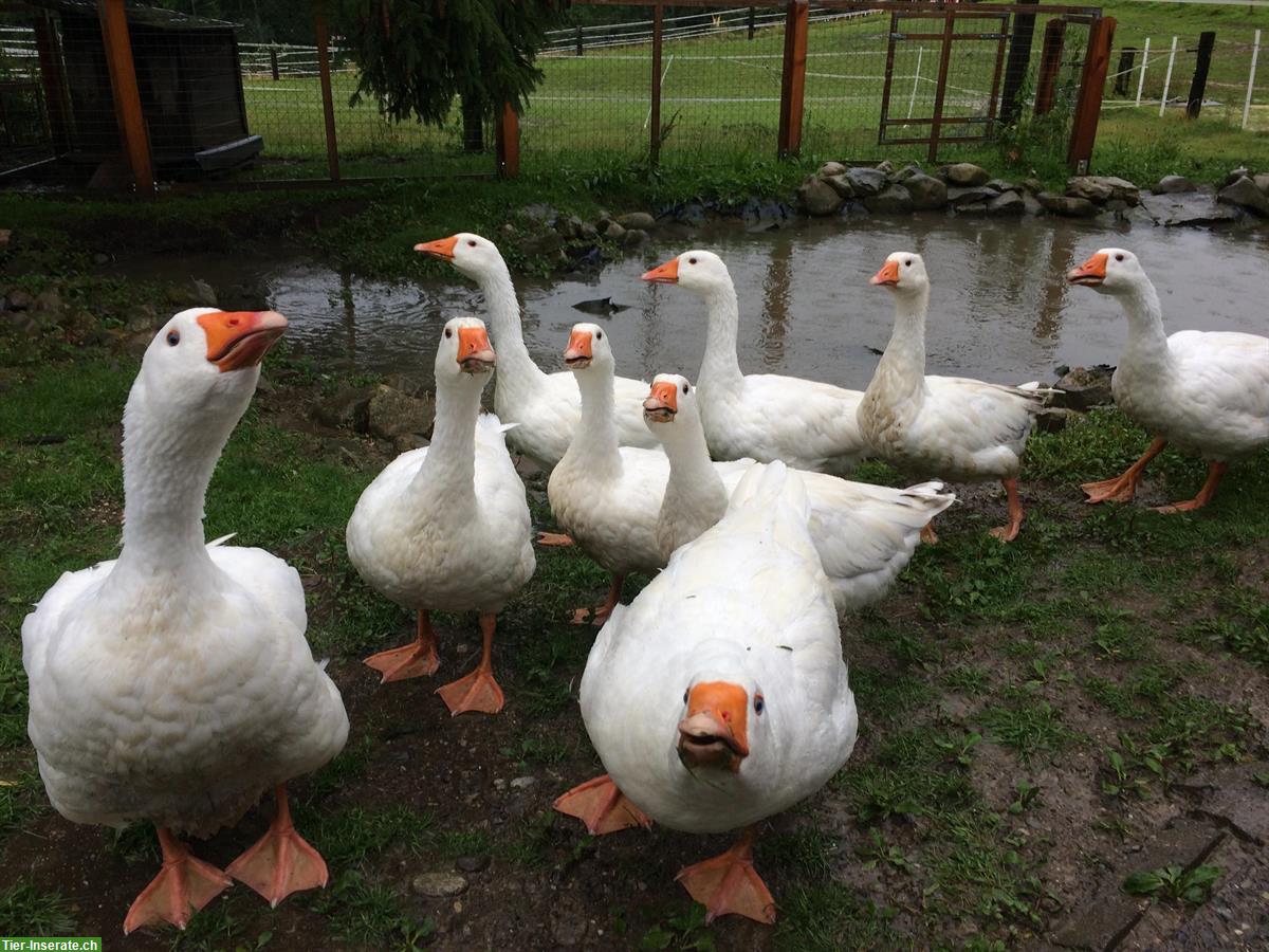 Bild 5: Diepholzer oder Emdener Gänse Pärchen