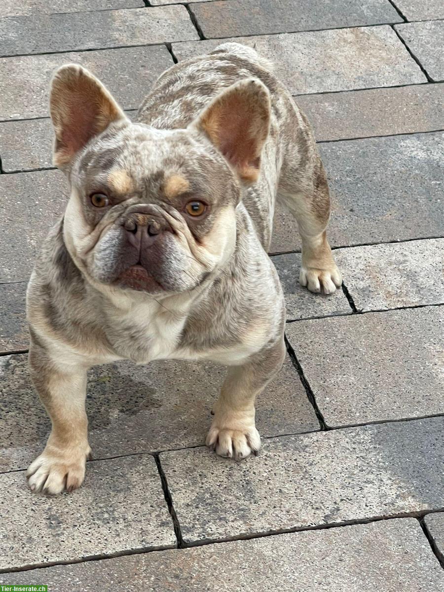 Bild 3: Wurfankündigung: Französische Bulldogge Welpen