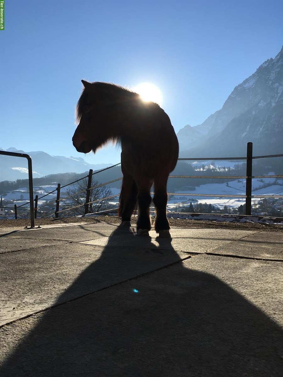 Gesucht: Pferdebetreuung, Kanton Glarus