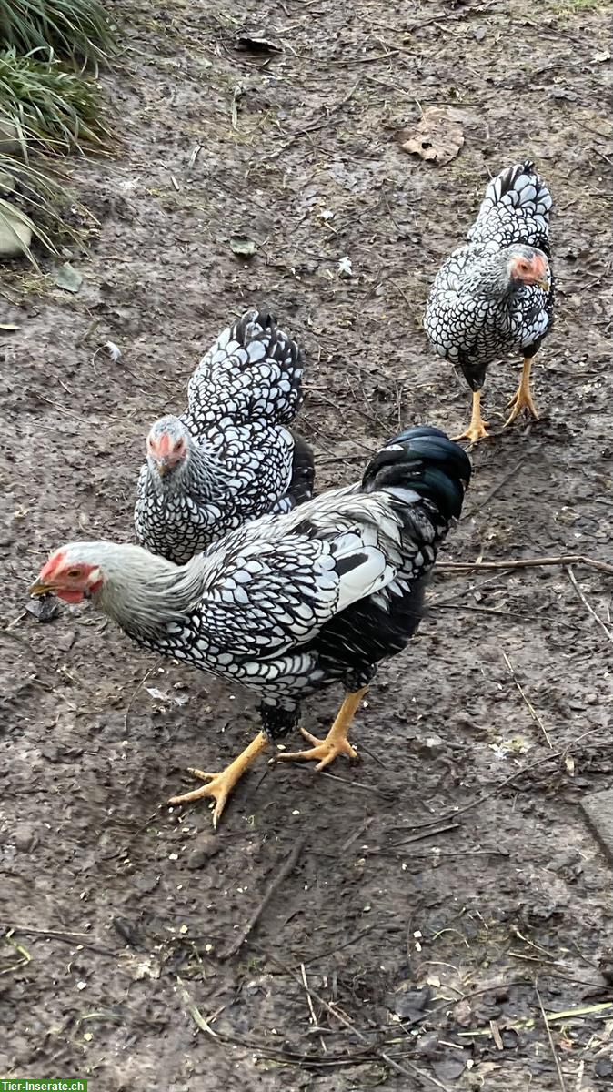 Zwerg Wyandotten schwarz gebändert, Naturbrut