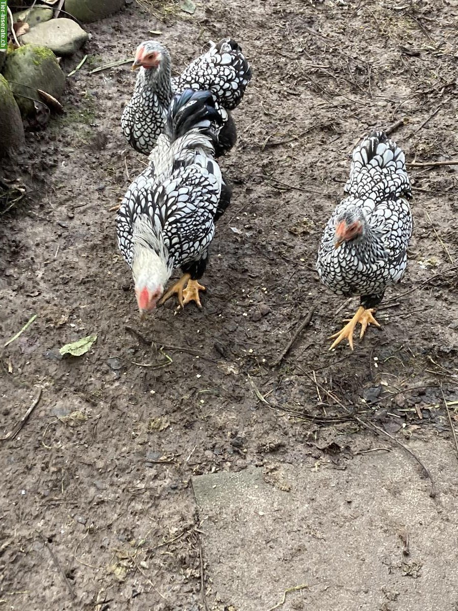 Bild 3: Zwerg Wyandotten schwarz gebändert, Naturbrut