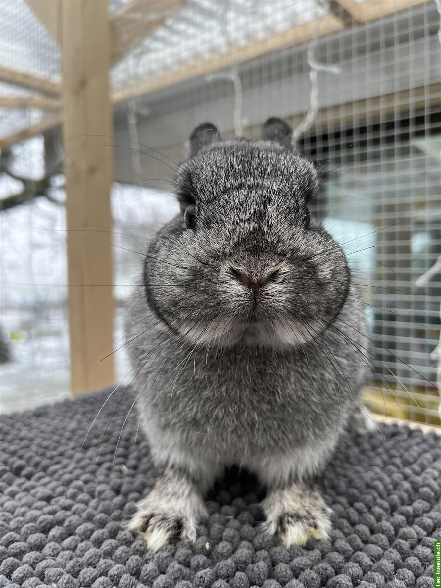 Bild 2: Farbenzwerg Zwergkaninchen oder Netherland Dwarf