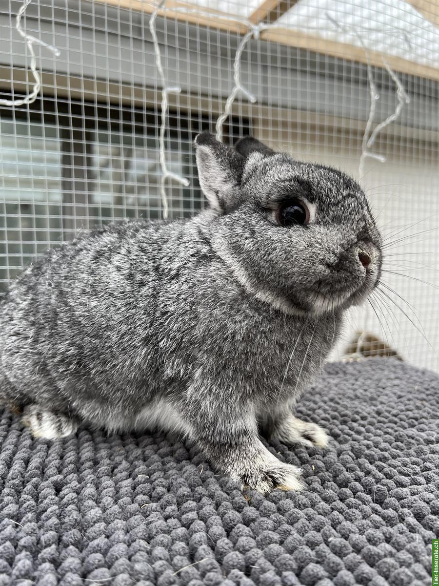 Bild 3: Farbenzwerg Zwergkaninchen oder Netherland Dwarf