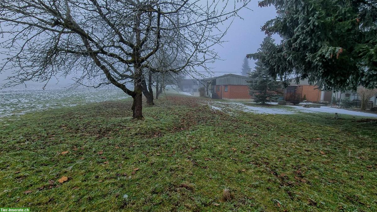 Pferdeboxen mit Auslauf zu vermieten 🐴 Schönholzerswilen TG