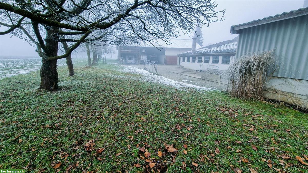 Bild 2: Pferdeboxen mit Auslauf zu vermieten 🐴 Schönholzerswilen TG