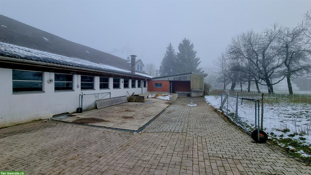 Bild 3: Pferdeboxen mit Auslauf zu vermieten 🐴 Schönholzerswilen TG