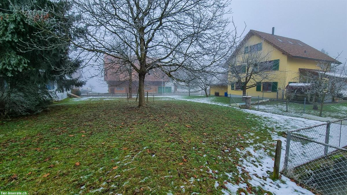 Bild 4: Pferdeboxen mit Auslauf zu vermieten 🐴 Schönholzerswilen TG