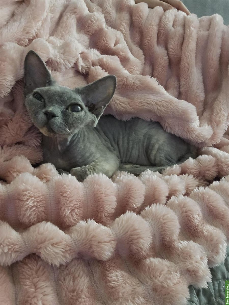 Devon Rex Kitten mit Stammbaum bald abzugeben